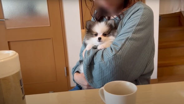 犬好き夫婦にサプライズ