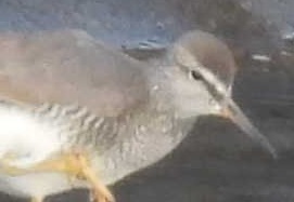 テグス被害に遭った鳥