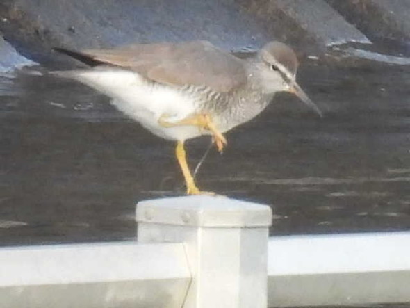 テグス被害に遭った鳥