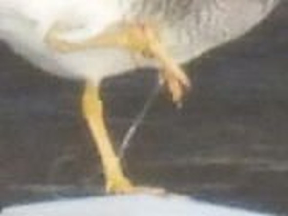 テグス被害に遭った鳥