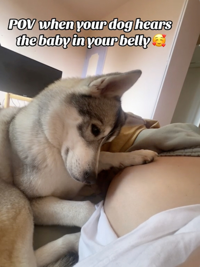 胎動に気付く犬