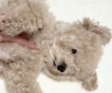 なでられるワンコ