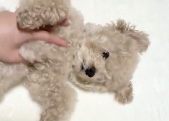 なでられるワンコ