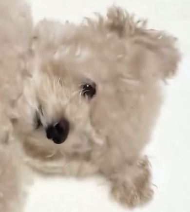 なでられるワンコ