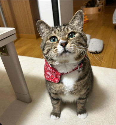 見上げる猫ちゃん