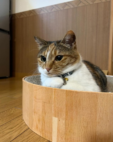 香箱座り猫ちゃん