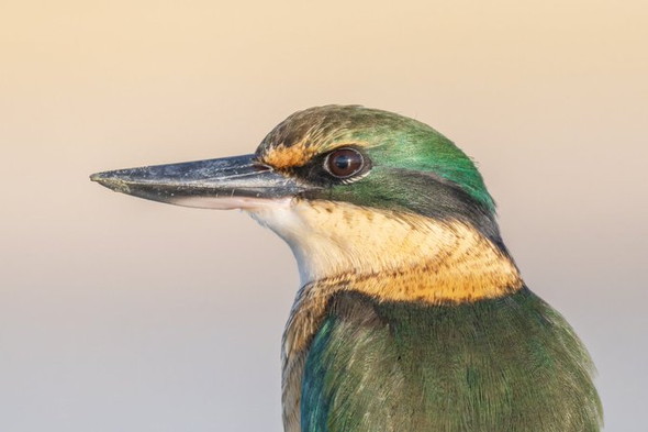 高画素カメラで撮影した鳥