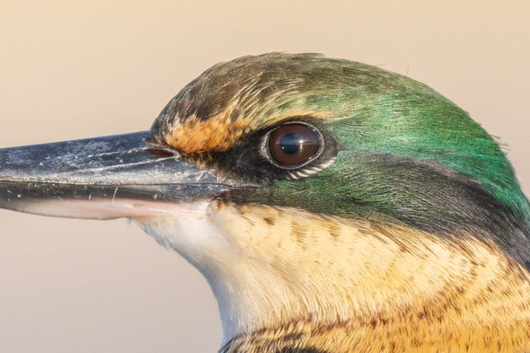 高画素カメラで撮影した鳥