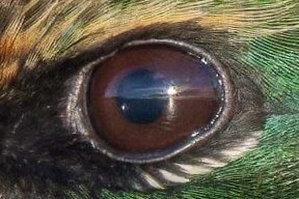 高画素カメラで撮影した鳥