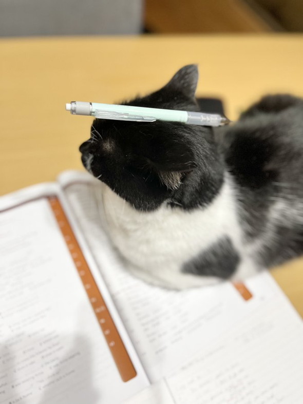 動じない猫