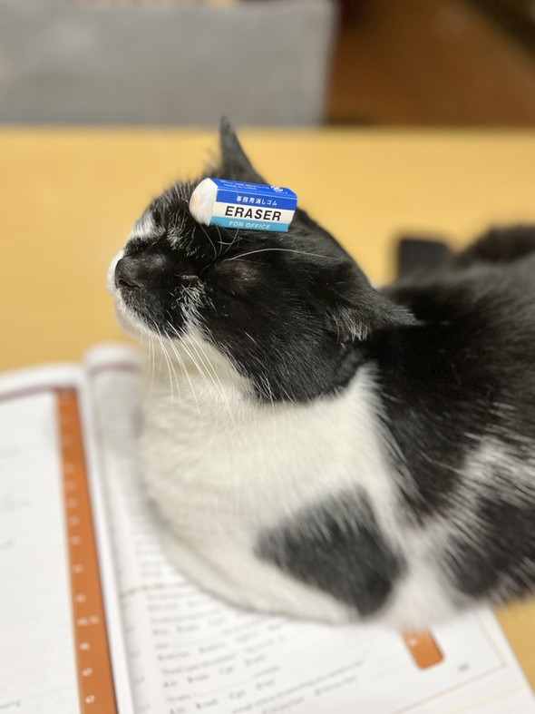 動じない猫