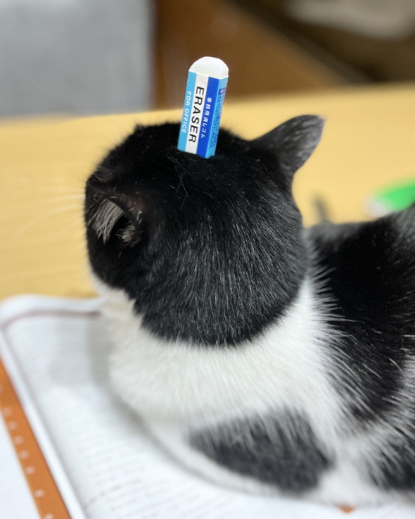 動じない猫
