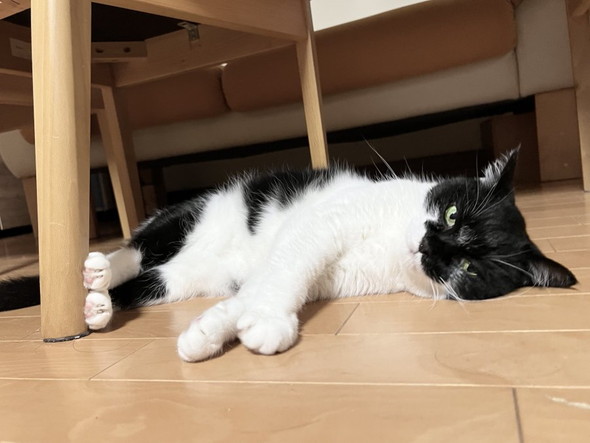 イスの下に猫ちゃん