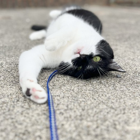 コンクリに猫ちゃん