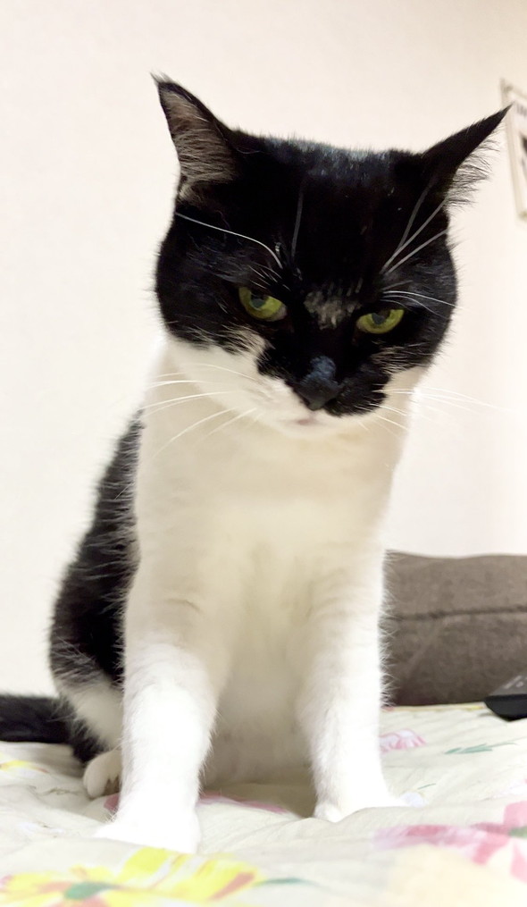 むっとしてる猫ちゃん