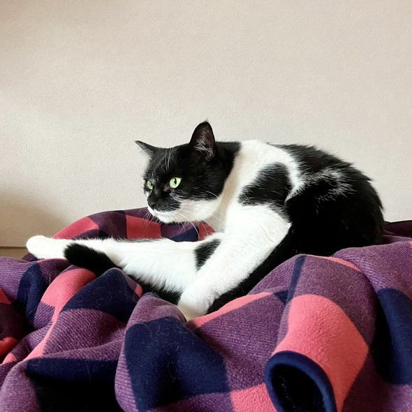 キリッとしてる猫