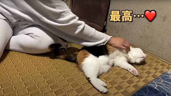 飼い主と再会した猫たち