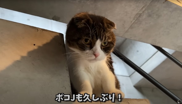 飼い主と再会した猫たち