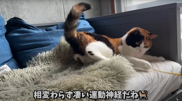 飼い主と再会した猫たち