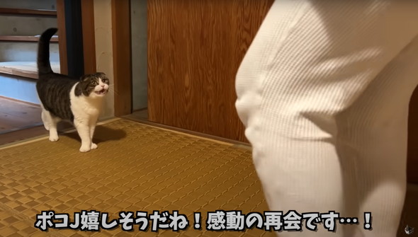 飼い主と再会した猫たち