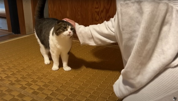 飼い主と再会した猫たち
