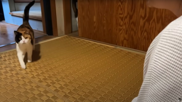 飼い主と再会した猫たち