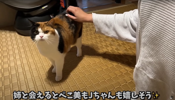 飼い主と再会した猫たち