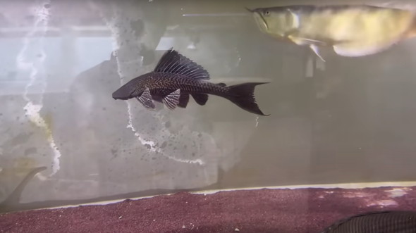 用水路に外来魚が大量発生