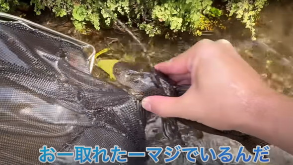 用水路に外来魚が大量発生