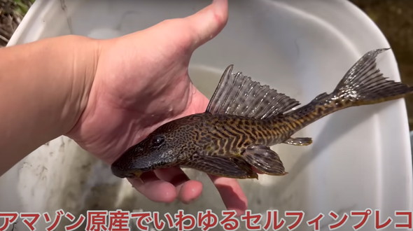 用水路に外来魚が大量発生