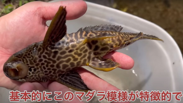 用水路に外来魚が大量発生