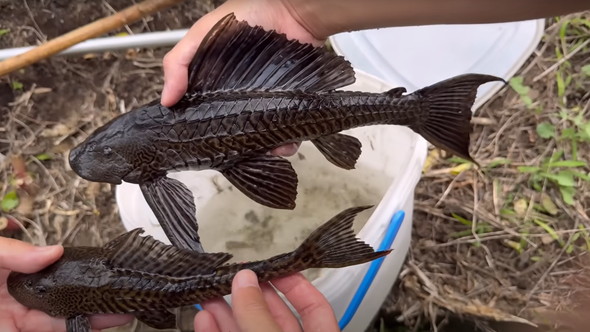 用水路に外来魚が大量発生