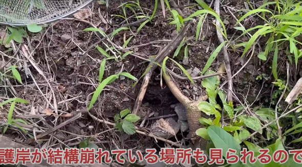 用水路に外来魚が大量発生