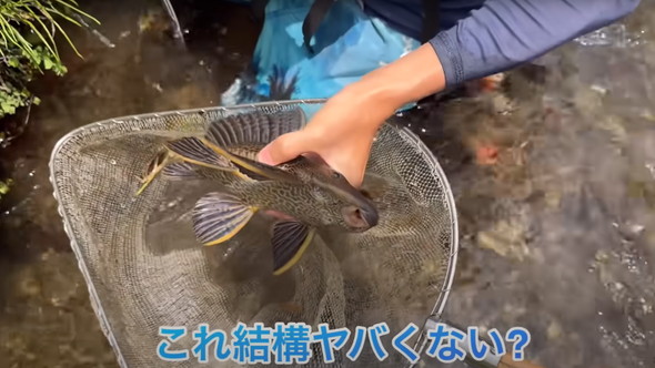 用水路に外来魚が大量発生