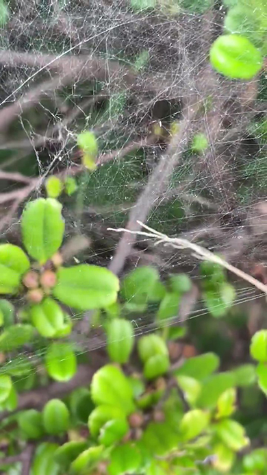 クサグモがいなくなったあと