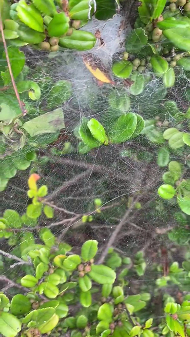 クモの巣アップ