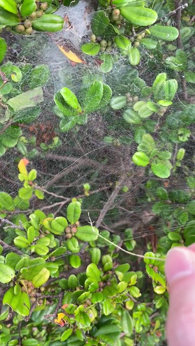 虫の動きを再現