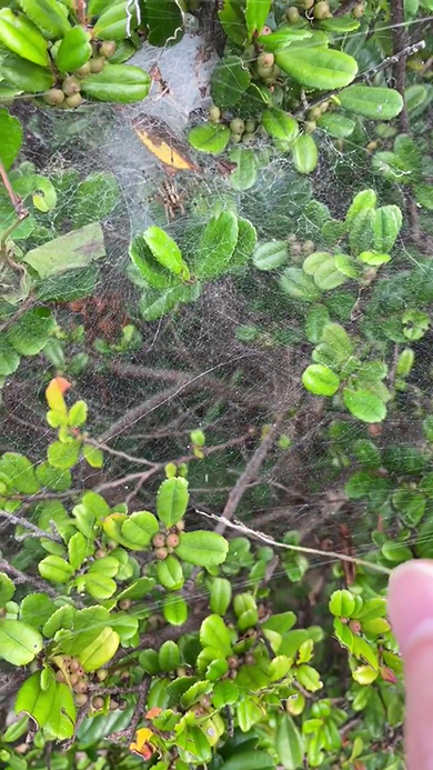 クモが出てきた