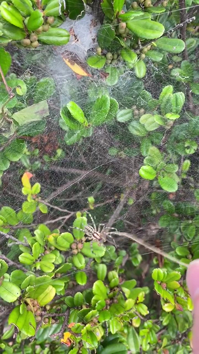 飛びついてきた