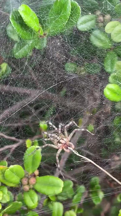 クサグモアップ