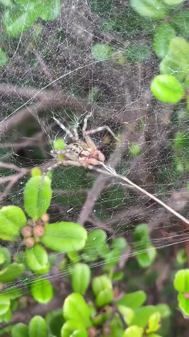 引っ張っているクサグモ