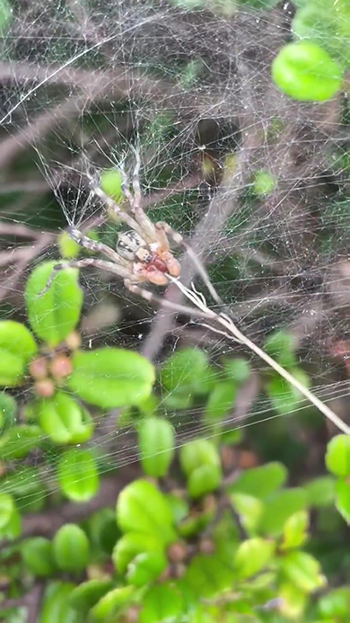 前あしも使って引っ張るクサグモ