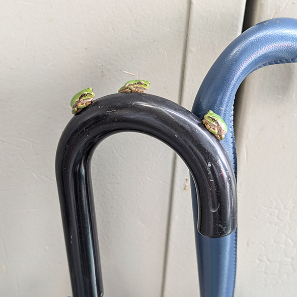 3匹のカエルが乗った傘