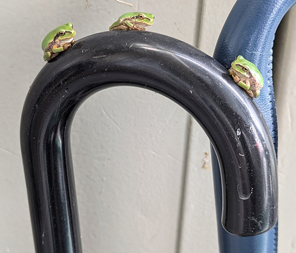 3匹のカエルが乗った傘の写真トリミング