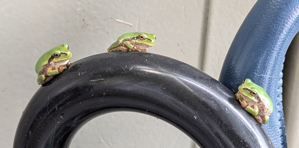 3匹のカエルアップ