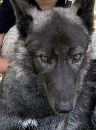 ウルフドッグのワンコ