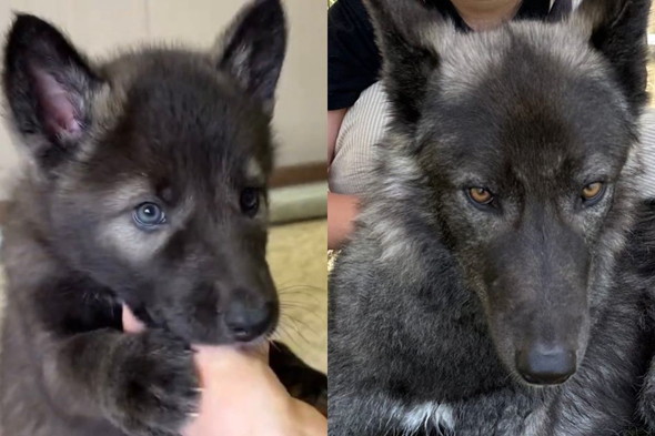 ウルフドッグのワンコの成長ビフォーアフター