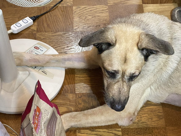 扇風機のスイッチを入れるワンコ