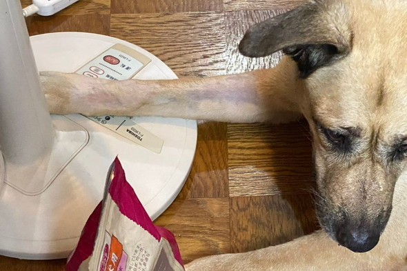 扇風機のスイッチを入れるワンコ