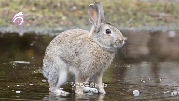 テケテケ歩くうさぎさん